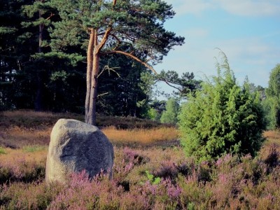 Das alles findet man in der Heide: Heidekraut, Gräser, Kiefern, Findlinge und Wacholder