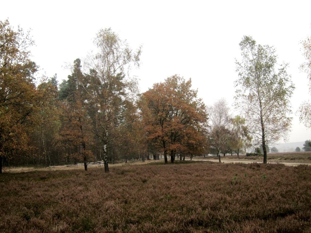 Herbstlandschaft im Naturpark Lüneburger Heide - reizvoll auch bei trübem Wetter Heidelandschaft im Herbst im Naturpark Lüneburger Heide