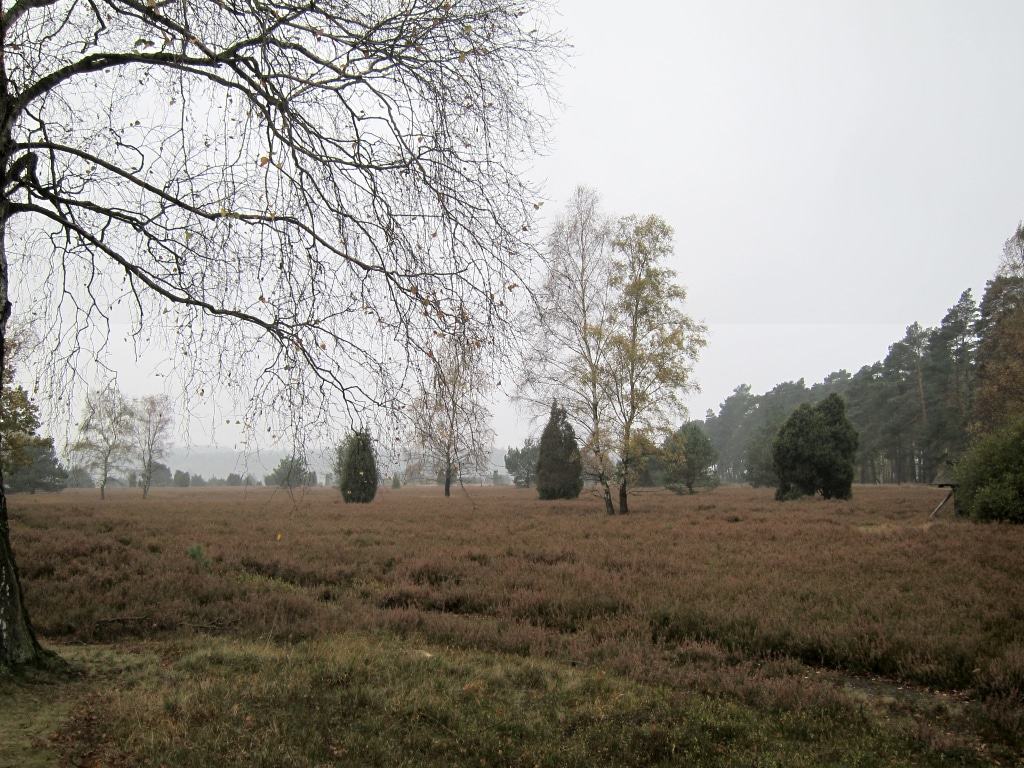 Herbstliche Heidelandschaft mit Birken und Wacholdern bei Undeloh Es ist Herbst in der Heide bei Undeloh
