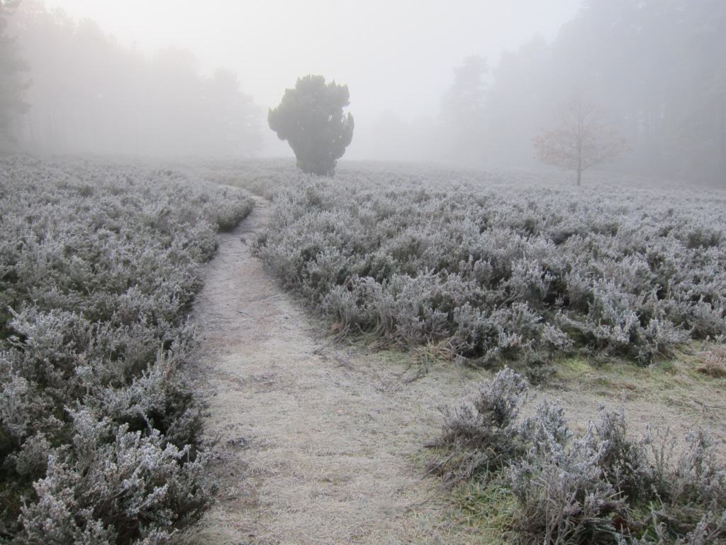 Heidelandschaft mit Raureif im Nebel