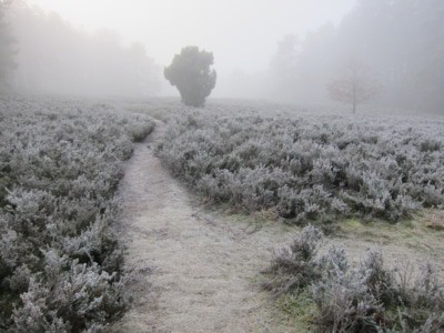 Heidelandschaft mit Raureif im Nebel