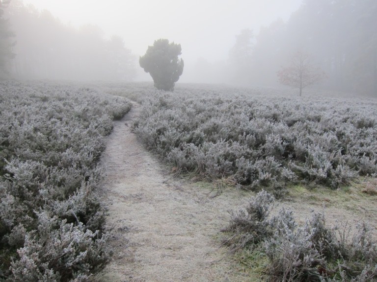 Heidelandschaft mit Raureif im Nebel