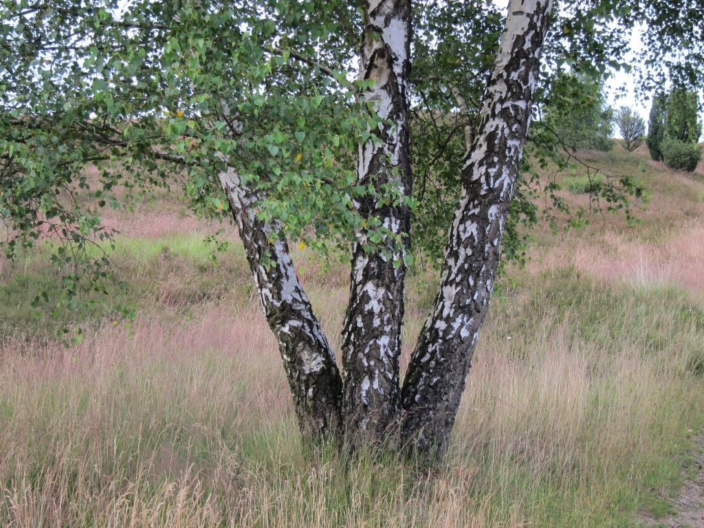 Heidelandschaft mit Birken in der Nähe des Wilseder Berges Birken sind ein charakteristischer Baum der Lüneburger Heide