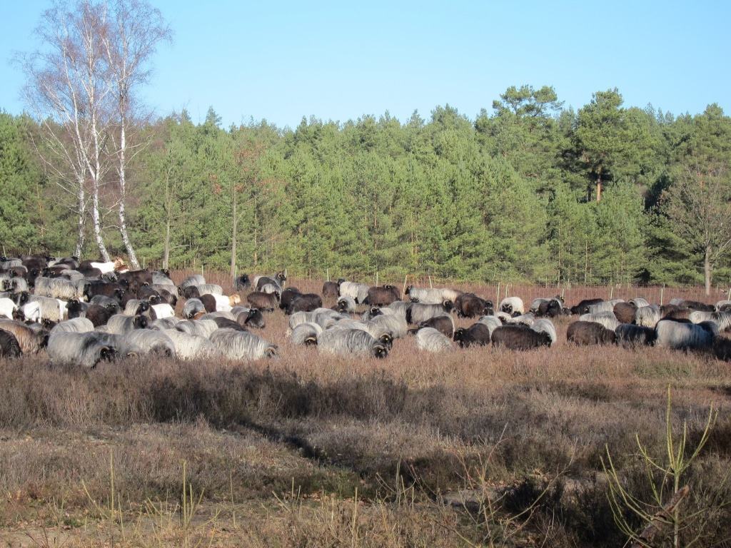 Heidschnucken in der Schwindebecker Heide am Heide-Panoram-Weg