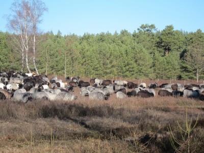 Heidschnucken in der Schwindebecker Heide am Heide-Panoram-Weg