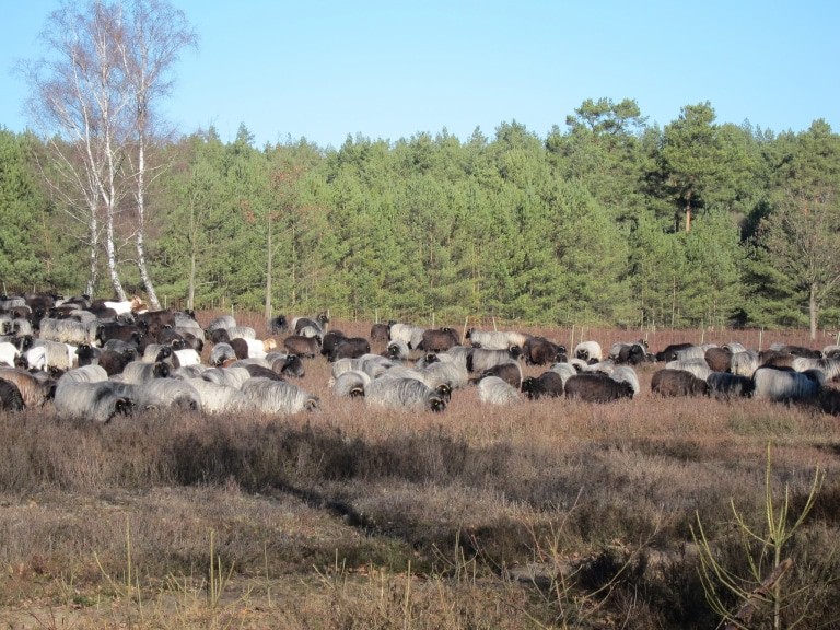Heidschnucken in der Schwindebecker Heide am Heide-Panoram-Weg