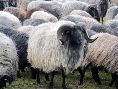 Heidschnuckenherde im Winter