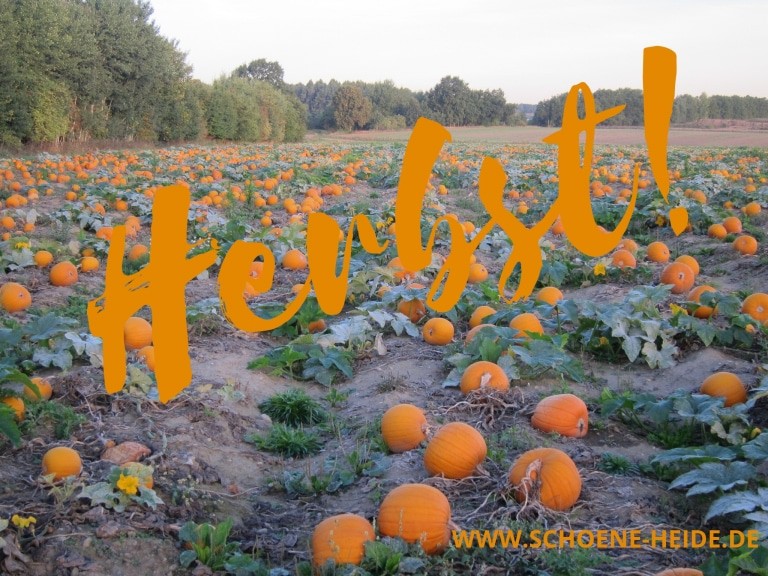 Herbst - Kürbisfeld in der Lüneburger Heide
