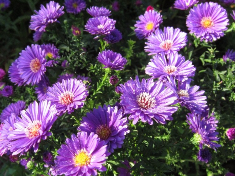 Herbstastern mit kleinen Tautröpfchen im Sonnenschein