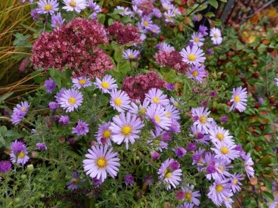 Herbstblumen