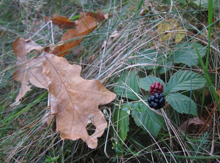 Herbstimpressionen: Eichenlaub und Brombeeren