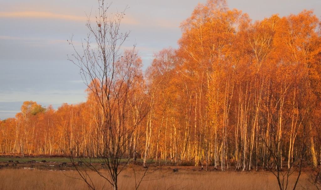 Herbstlaub bei Sonnenaufgang