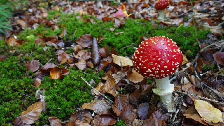Fliegenpilz - Herbstpilze auf dem Waldgeschichtspfad Schooten bei Hösseringen | Foto: SCHÖNE HEIDE