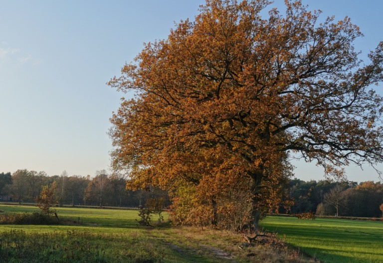 Herbststimmung mit Eichen