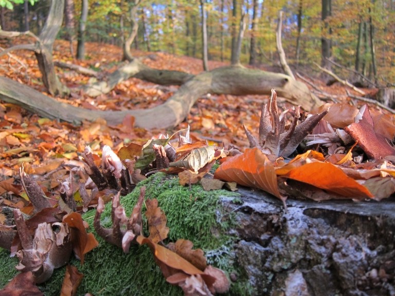 Herbststimmung im Wald Foto: Anne Bremer/SCHÖNE HEIDE