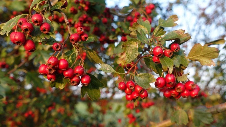 Weißdorn (Crataegus) mit Früchten