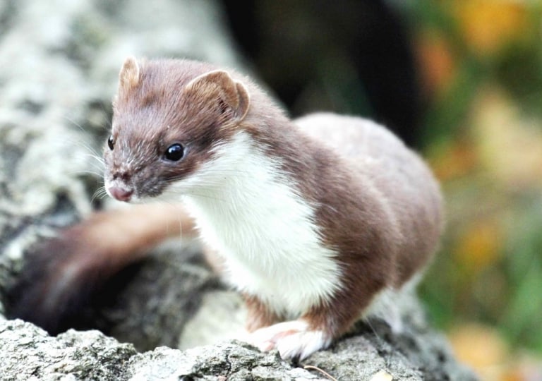 Hermelin (Mustela erminea), auch Großes Wiesel oder Kurzschwanzwiesel genannt, Foto: OTTER-ZENTRUM