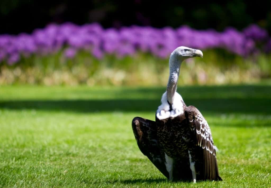 Der Sperbergeier erreicht die Reiseflughöhe vieler Flugzeuge. Foto: Weltvogelpark Walsrode