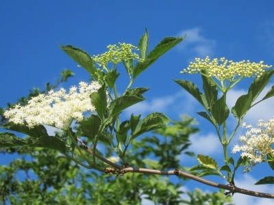 Holunderblüten