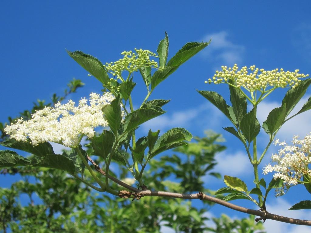Holunderblüten