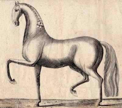 Illustration aus Joseph Christoph Zehentners „Gründliche Abhandlung der Kunst, Pferde zu kennen“ von 1766 Bild: DPM Verden