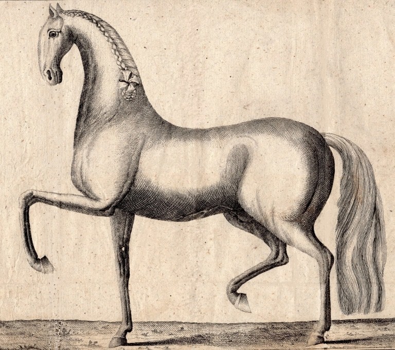 Illustration aus Joseph Christoph Zehentners „Gründliche Abhandlung der Kunst, Pferde zu kennen“ von 1766 Bild: DPM Verden
