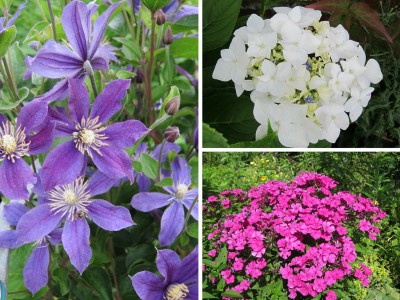 Im Garten im Juli: Clematis, Hortensie und Phlox