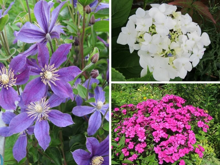 Im Garten im Juli: Clematis, Hortensie und Phlox
