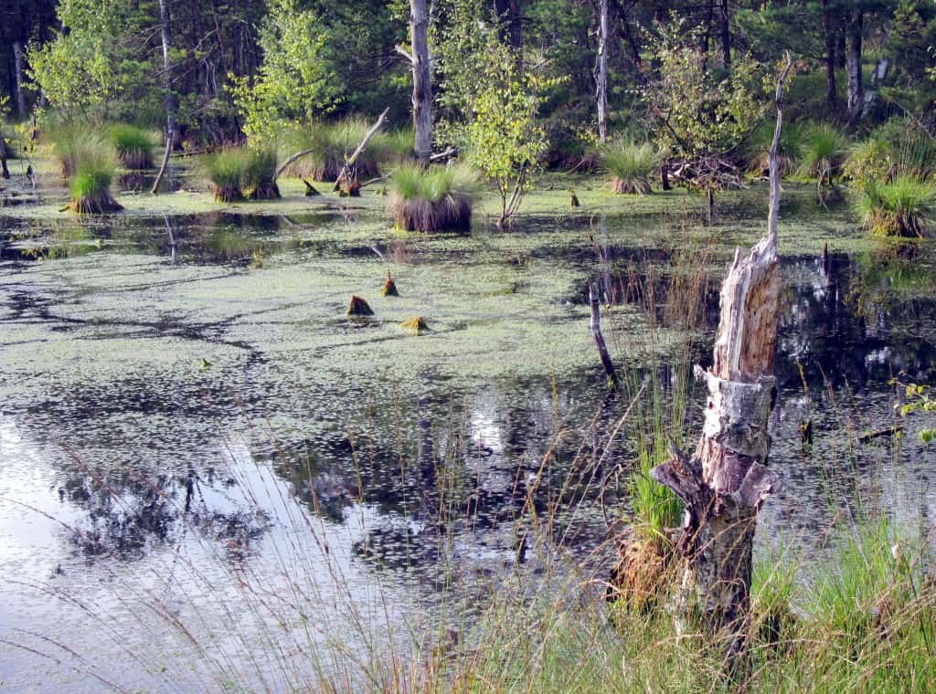 Renaturierung im Pietzmoor| schoene-heide.de Große Wasserflächen mit abgestorbenen Bäumen - Indizien für die Renaturierung des Pietzmoores