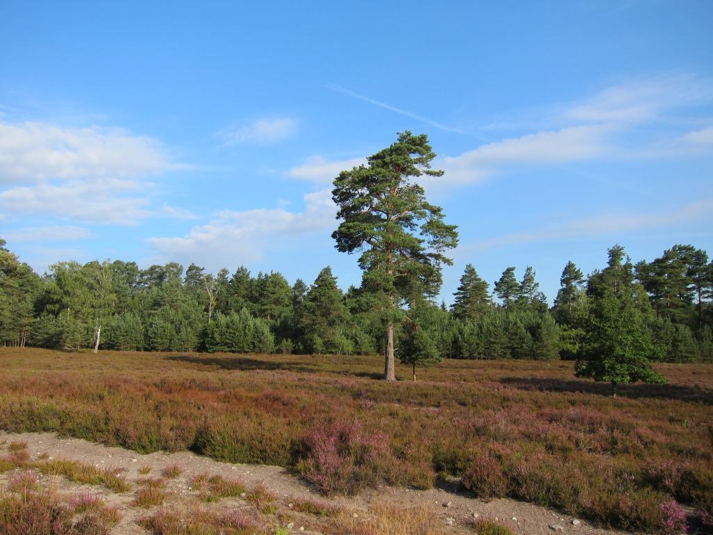 Beginn der Heideblüte in der Schwindebecker Heide in Soderstorf-Schwindebeck Die Heide beginnt zu blühen - Impressionen aus der Schwindebecker Heide