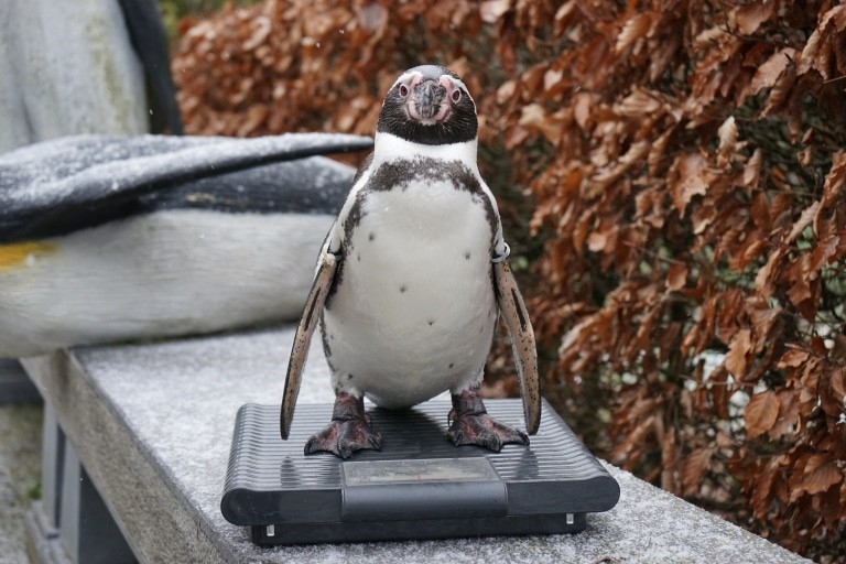 Bei den Pinguinen zeigt der Gewichtcheck, ob sie ausreichend Reserven für die Brutzeit angelegt haben. Foto: Weltvogelpark Walsrode