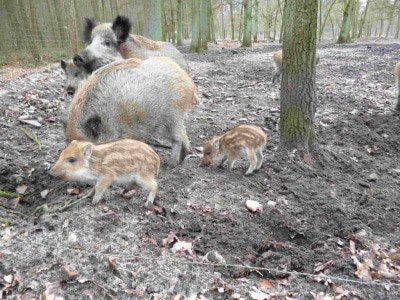 Gäste des Jagdmuseum Wulff können jetzt auch die kleinen Frischlinge im Wildgehege des Museums beobachten. Foto: Jagdmuseu