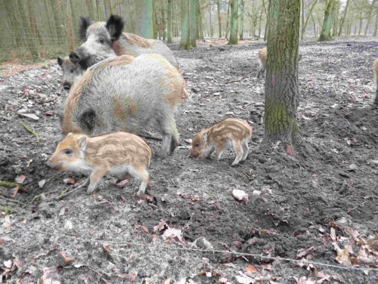 Gäste des Jagdmuseum Wulff können jetzt auch die kleinen Frischlinge im Wildgehege des Museums beobachten. Foto: Jagdmuseu