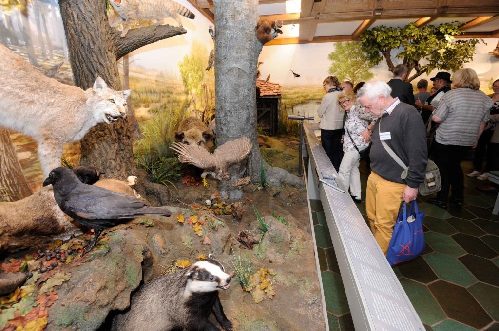 Im Jagdmuseum Wulff wird den Gästen Jagd und Naturschutz auf interessante Weise näher gebracht  (Bildnachweis: Südheide Gifhorn GmbH / Frank Bierstedt)