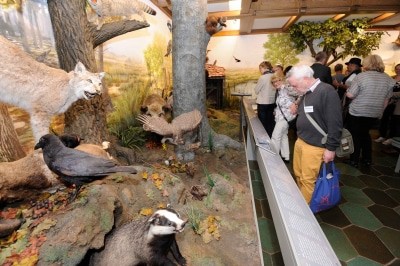 Im Jagdmuseum Wulff wird den Gästen Jagd und Naturschutz auf interessante Weise näher gebracht (Bildnachweis: Südheide Gifhorn GmbH / Frank Bierstedt)