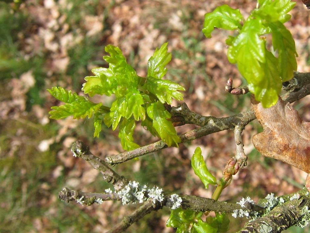 Junges Eichenlaub
