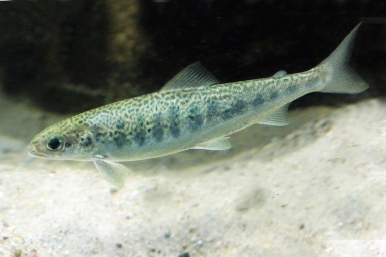 Junglachs im Aquarium des Biosphaerium Elbtalaue (Autor: Biosphaerium Elbtalaue GmbH)
