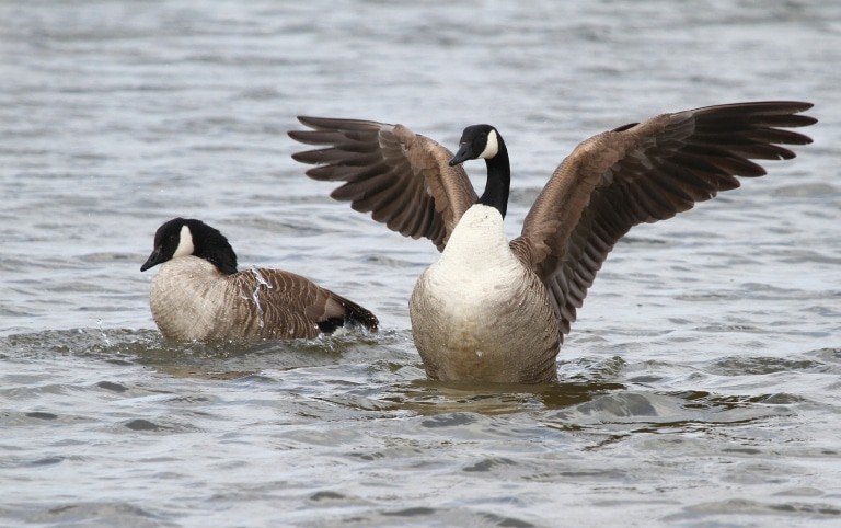 Kanadagänse auf dem Wasser © Mirko Kandolf