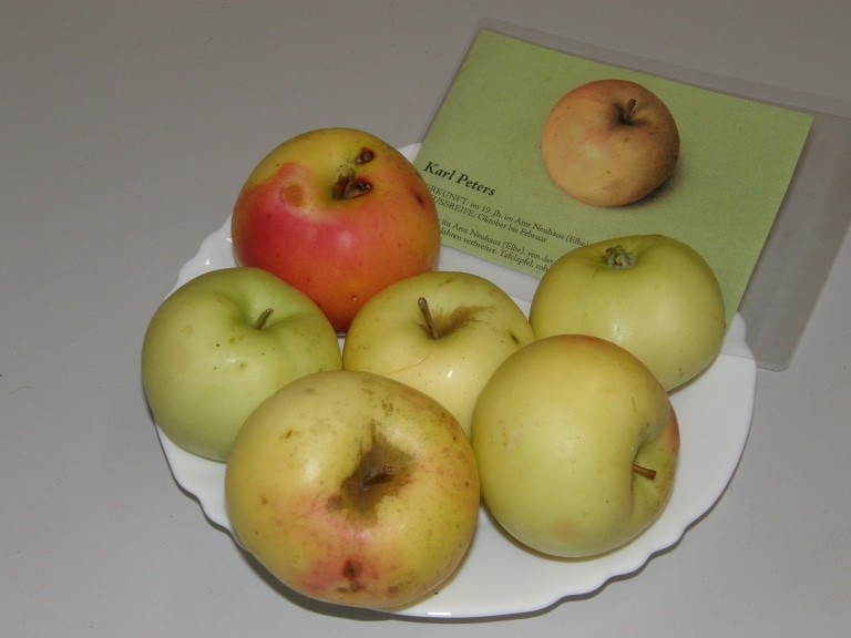 Die alte Apfelsorte Karl-Peters-Apfel aus dem Amt Neuhaus steht im Mittelpunkt eines neuen Sortenerhaltungsprojektes des Streuobstwiesenvereins Lüneburg und der Naturführerin Sabine Wittkopf.