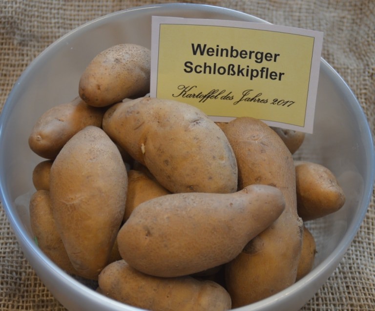 Hörnchenförmig, gelb und festkochend: Die alte Sorte „Weinberger Schloßkipfler“ ist die „Kartoffel des Jahres“ 2017. Foto: Stegmann / honorarfrei