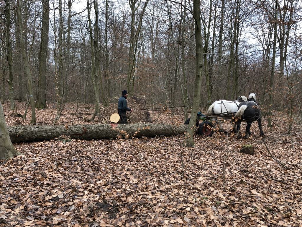 Kay Stolzenberg mit seinen beiden Rückepferden Meirun und Conrad im Einsatz (Foto: Niedersächsische Landesforsten) 