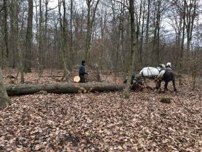 Kay Stolzenberg mit seinen beiden Rückepferden Meirun und Conrad im Einsatz (Foto: Niedersächsische Landesforsten)