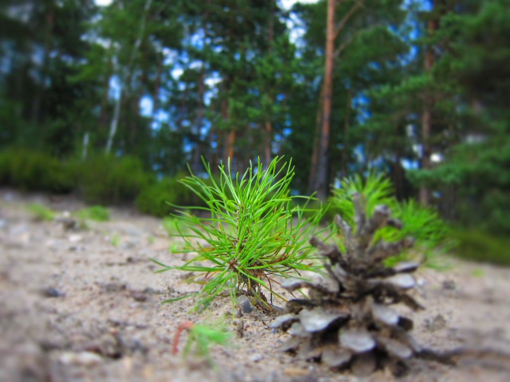 Kiefernzapfen und Kiefernschössling Kleine Kiefernpflanze und Kiefernzapfen auf Sandboden in der Lüneburger Heide