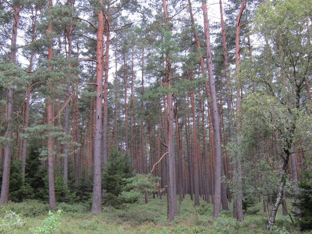 Kiefernwald am Heidepanoramaweg in der Misselhorner Heide
