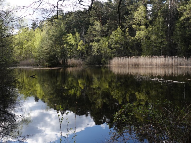 Königsteiche bei Lopau, Lüneburger Heide