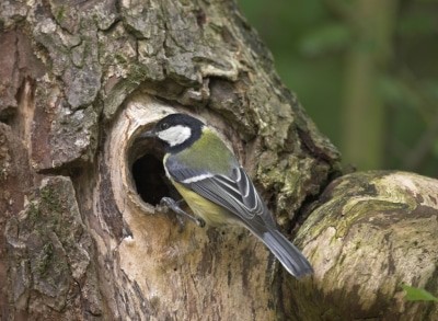Sie gelten als Frühlingsboten: Kohlmeisen fangen schon im März an zu nisten. Foto: NABU/Frank Hecker Naturfotografie