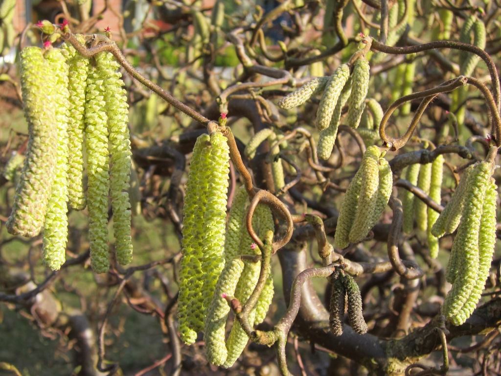 Blühende Korkenzieherhasel (Corylus avellana "Contorta")