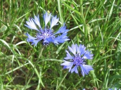Blühende Kornblumen am Feldrand.