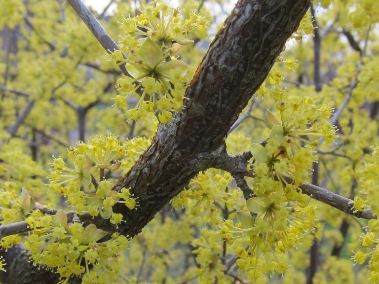 Kornelkirschenblüten (Cornus mas)