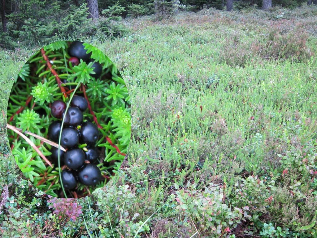 Schwarze Krähenbeeren (Empetrum nigrum) - Pflanzen und reife Früchte